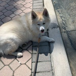 Meet your Posher, Sari